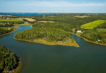 几十万到几百万的私人小岛都什么样? 一片林全是树!