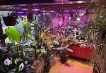 英国爸爸花了2万镑,把家变成了“另类丛林”……一言难尽!