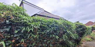 人见人爱的美丽竹子,为何成了英国房主的噩梦?