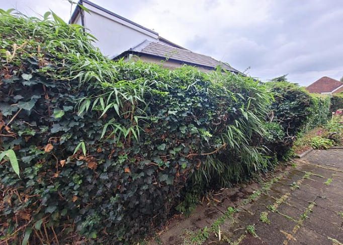 人见人爱的美丽竹子,为何成了英国房主的噩梦?