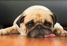 有宠物租不到房?不想租房给有宠物的人?这几条建议或许可以看看…