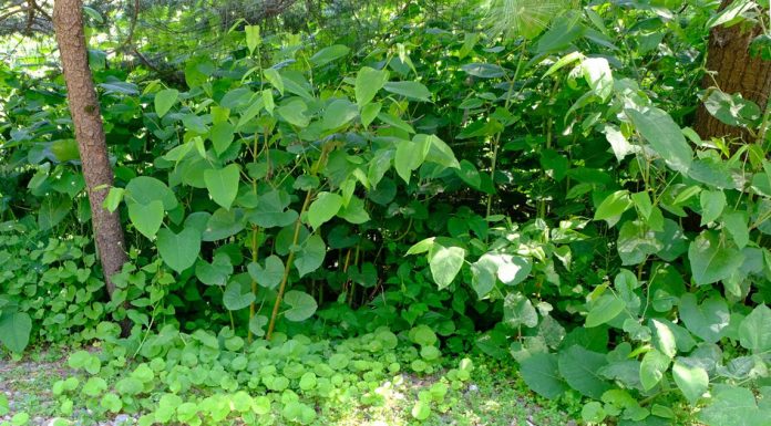 新买的房子花园里发现了日本虎杖,他成功起诉卖家,赔偿12万英镑!