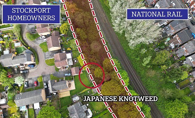 日本虎杖从隔壁的铁路边上窜进我家院子!梦想中的花园全毁了!
