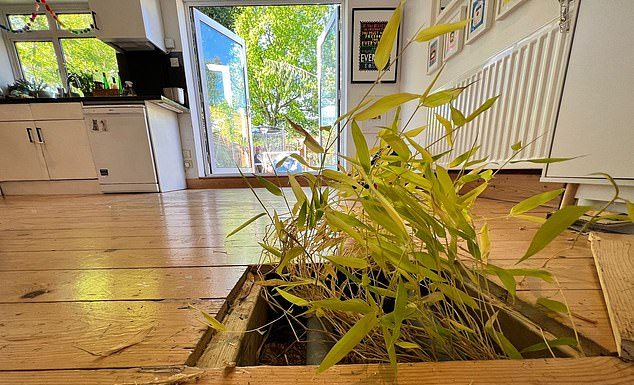 花园景观的竹子,居然比日本虎杖还要厉害!能把地板都顶破……