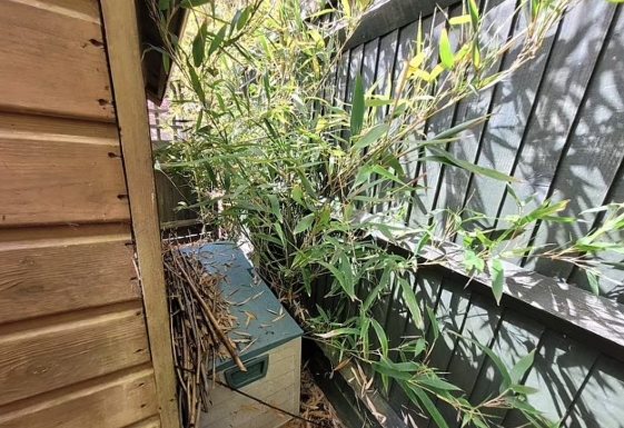除了竹子和日本虎杖,这些会对房产造成破坏的植物也得警惕!