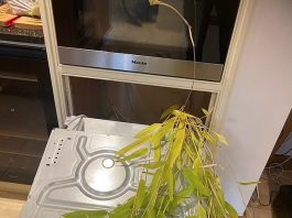 可怕的竹子!入侵植物占领了我家后花园,并给我带来了数千英镑的损失!