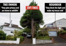 邻居家超过6米的树挡住了我家阳光,告赢了让他砍树,他用这个理由居然上诉成功了!