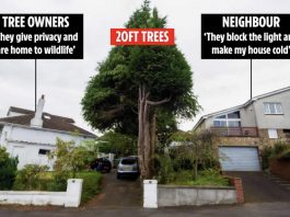 邻居家超过6米的树挡住了我家阳光,告赢了让他砍树,他用这个理由居然上诉成功了!