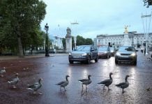 英政府将对驾照进行重大改革!伦敦重获“购房出租之都”称号!英国几个重要机场有望扩建!