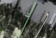 房产中介老板被判入狱,因为他把19套出租房,变成了大麻工厂……