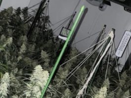 房产中介老板被判入狱,因为他把19套出租房,变成了大麻工厂……